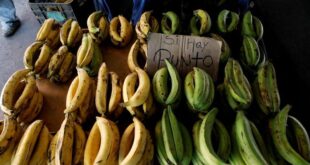 Kulat pisang boleh memburukkan lagi krisis kelaparan di Venezuela