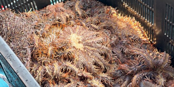Wabak besar bintang laut pemangsa karang dikesan di Lahad Datu