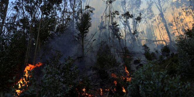 Colombia human rights ombudsman urges action to prevent fires