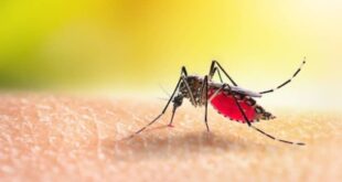 Dengue Govt wants to expand release of Wolbachia infected mosquitoes