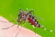 Dengue Take preventive measures during monsoon season says Sabah Health