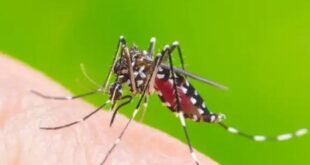 Dengue Take preventive measures during monsoon season says Sabah Health