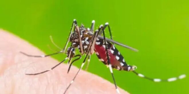 Dengue Take preventive measures during monsoon season says Sabah Health