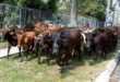 Floods Livestock breeder relieved cows goats safe