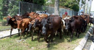 Floods Livestock breeder relieved cows goats safe