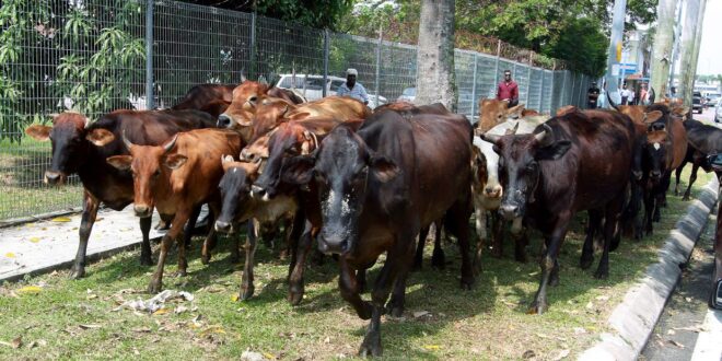 Floods Livestock breeder relieved cows goats safe