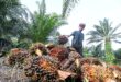 MPOC optimistic on palm oil price in 2024 sees average