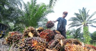 MPOC optimistic on palm oil price in 2024 sees average