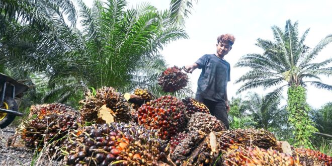 MPOC optimistic on palm oil price in 2024 sees average