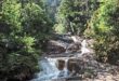 Malaysia nominates FRIM Selangor Forest Park as Unesco world heritage