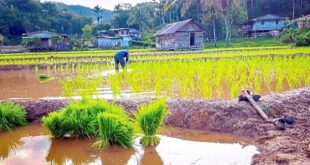 Padi farmers Fix irrigation issues before channelling aid