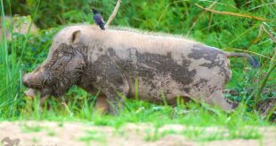 Pay serious attention to African Swine Fever urge wildlife experts