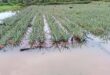 Pineapple farmer rues continuing flood misery