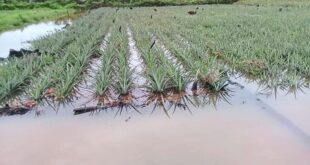 Pineapple farmer rues continuing flood misery