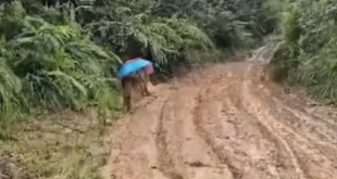 Pupils two day muddy walk to school strikes a chord on