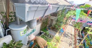 Rainwater harvesting keeps costs down for urban farms