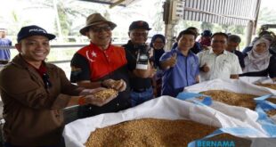 Sgor harvests 118 tonnes of grain maize from project on