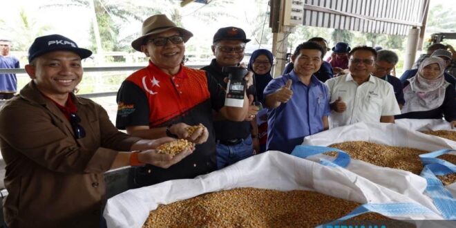 Sgor harvests 118 tonnes of grain maize from project on