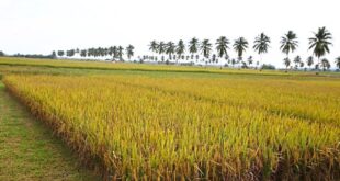 There is no cartel controlling price of rice padi seeds