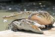 Well keep an eye out for crocs in Likas Bay