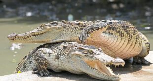 Well keep an eye out for crocs in Likas Bay