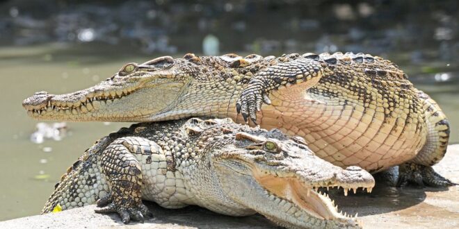 Well keep an eye out for crocs in Likas Bay