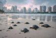 AI artistry makes waves to save the turtles