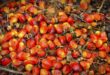 BMI revises 2024 forecast for palm oil futures contracts to