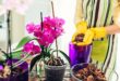 Blooming business for orchids The Star