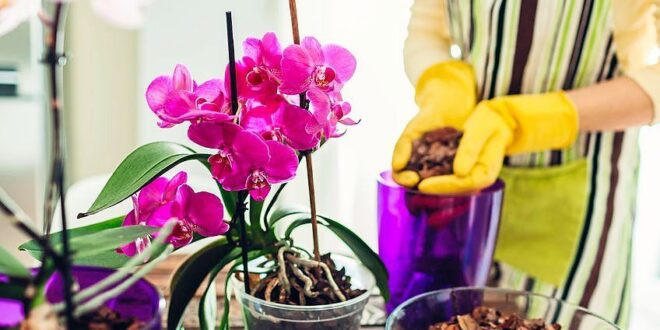 Blooming business for orchids The Star