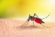 Dengue cases in Johor spike to 2169 says exco