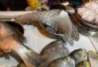 Divers claim protected sea life being sold in Sabah markets