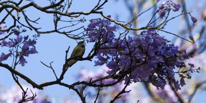 Early jacaranda bloom sparks debate about climate change in Mexico