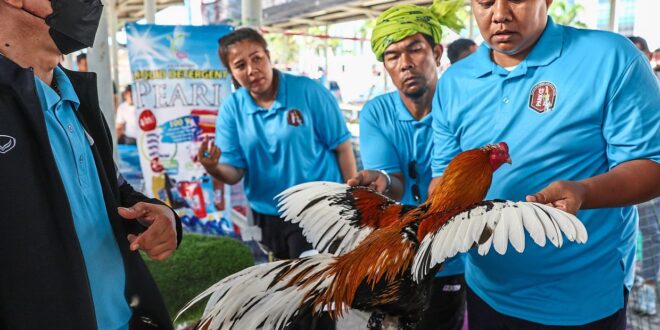 Fighter cock Mongkut rules the roost in style