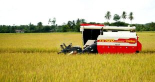 Finding right balance for rice prices