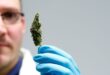 Germany set to join legal cannabis club