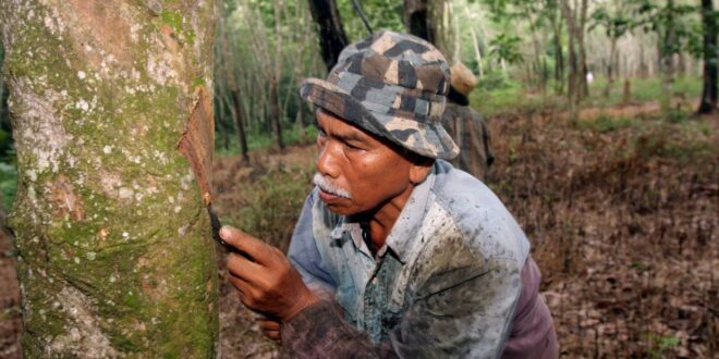 Hot weather Rubber tappers switch to night shift