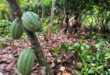 Ivory Coast seizes 100 tons of cocoa at the border