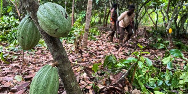 Ivory Coast seizes 100 tons of cocoa at the border