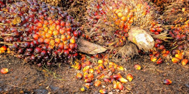 Malaysias palm oil stocks fall more than expected to 6 month