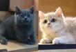 Man loses two cats worth nearly RM10000 during armed robbery