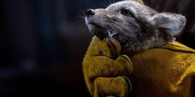 Norway gives Arctic foxes a helping hand amid climate woes