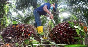 Palm oil industry can get extra RM20bil yield through circular