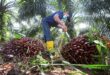 Price of crude palm oil expected to trend higher in