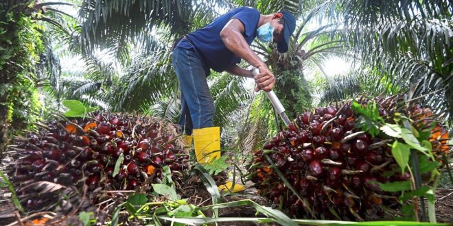 Price of crude palm oil expected to trend higher in