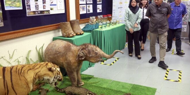 Sabah Swak wetland treasures could be Ramsar sites