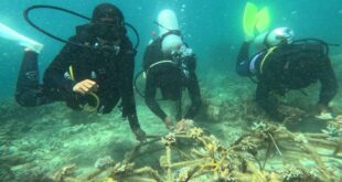 Semporna youths take centre stage planting over 12500 corals since