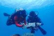 Survey finds coral reefs at islands off Mersing generally healthy