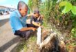 Teluk Intan folk rattled by roadside gravestones