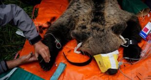 The special patrol protecting Spains brown bears and wary villagers